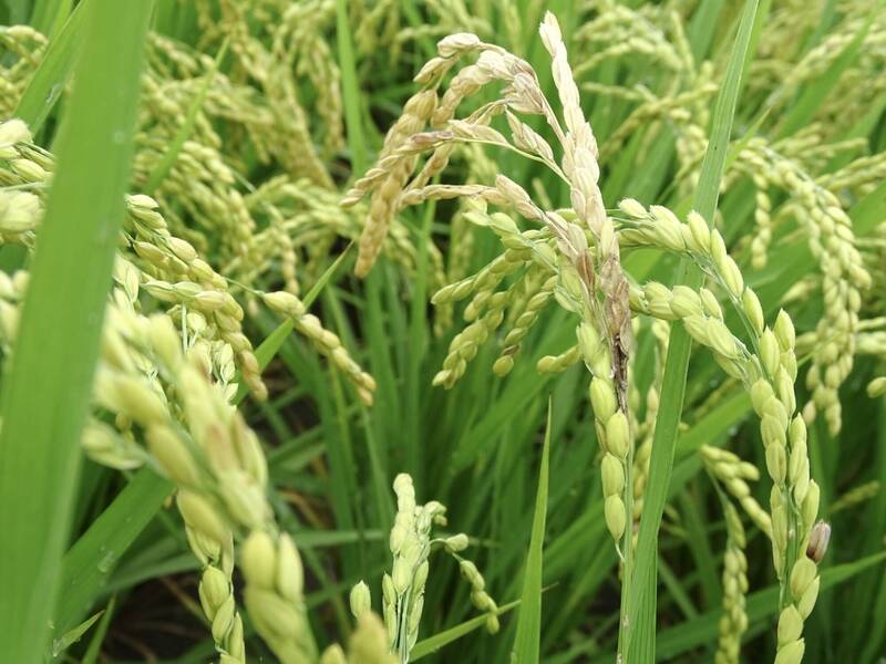 水稻邁入孕穗期 南改場呼籲穗稻熱病防治