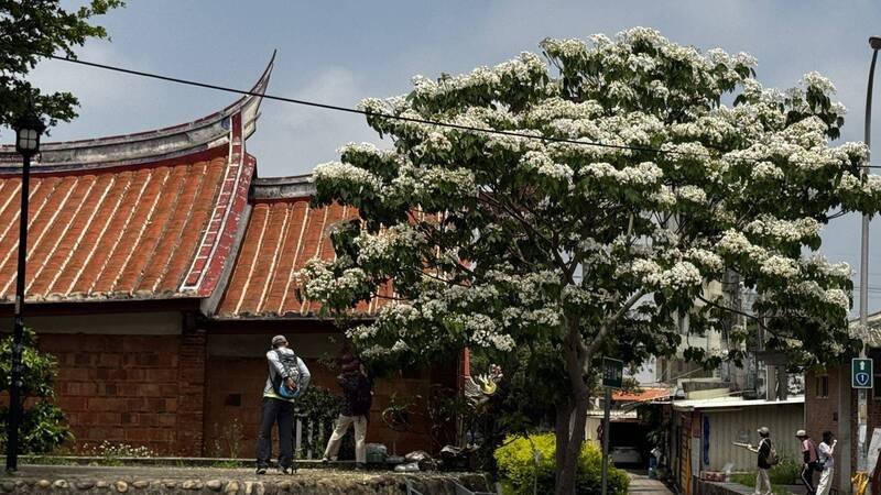 有手作、音樂會、健行 竹縣湖口老街桐樂會揪親子桐心遊