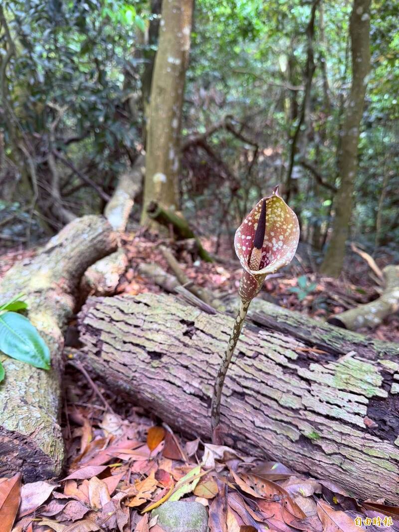 「陽明山海芋」現蹤中市大坑？ 專家曝真相