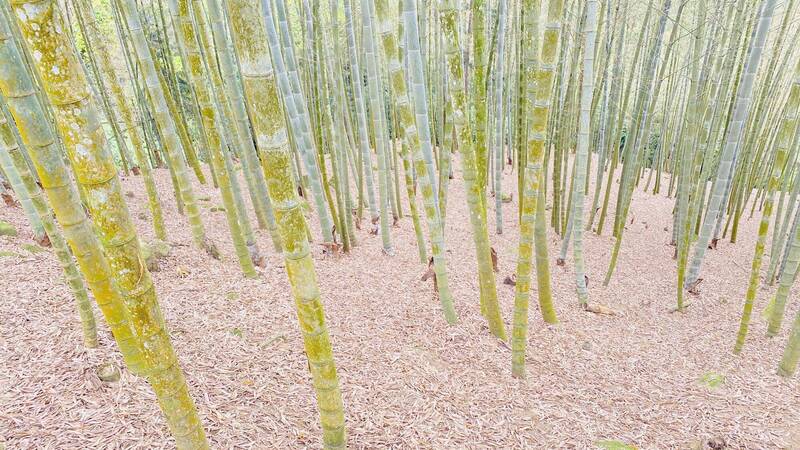 南投林地竹筍旱害 開放現金救助至5/12