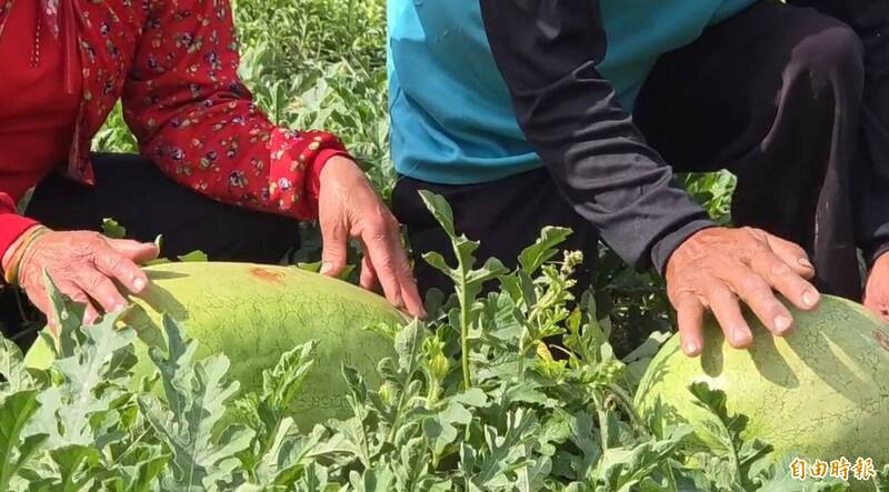 西瓜如何挑？達人絕招「拍肚子」剖開裂痕像「特斯拉」