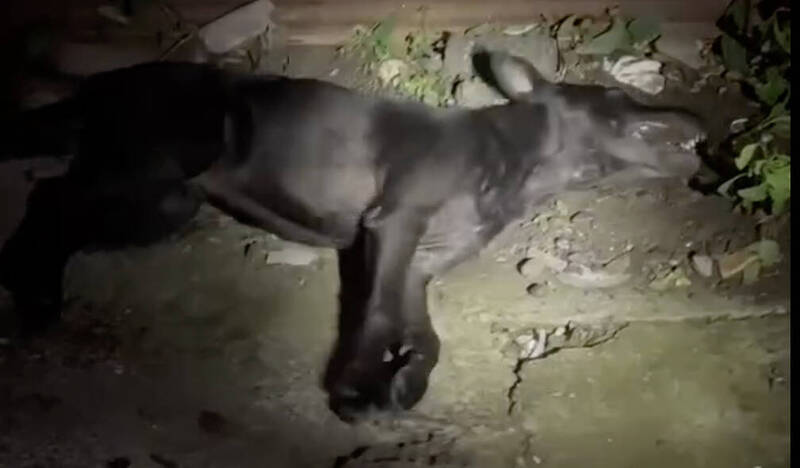 還沒長大就被毒死  台東部落遭不定期毒狗一個月死3隻