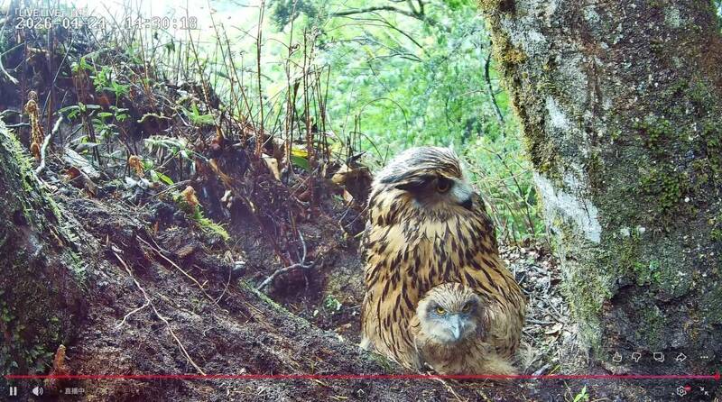 雪霸直播黃魚鴞育雛  24小時直擊「空中育嬰室」