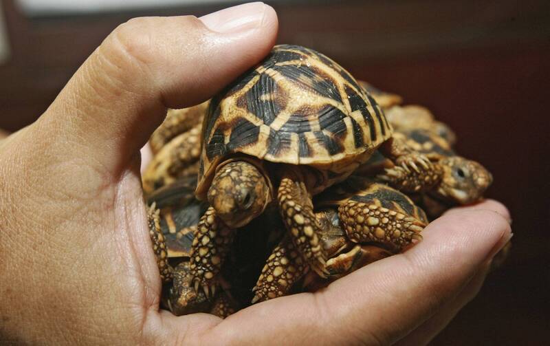 19歲台灣女遊客身綁30隻印度星龜 曼谷機場遭逮