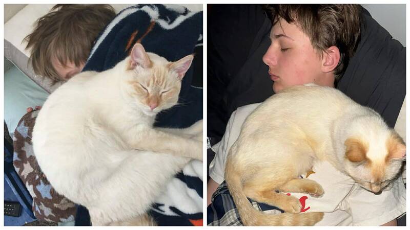 奇蹟！美國貓貓走失7年 靠晶片和飼主重聚