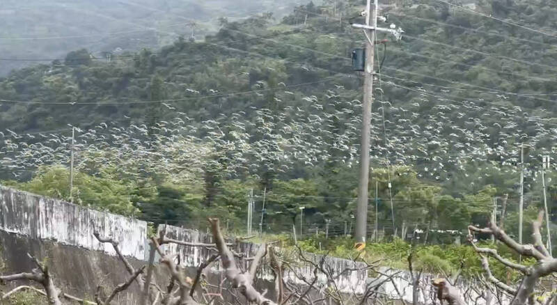 白影過境蔽日遮空  黃頭鷺多到有點可怕