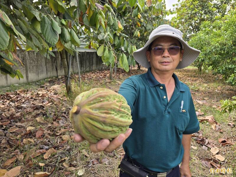 新品種「榴槤可可」 為可可市場注入新方向