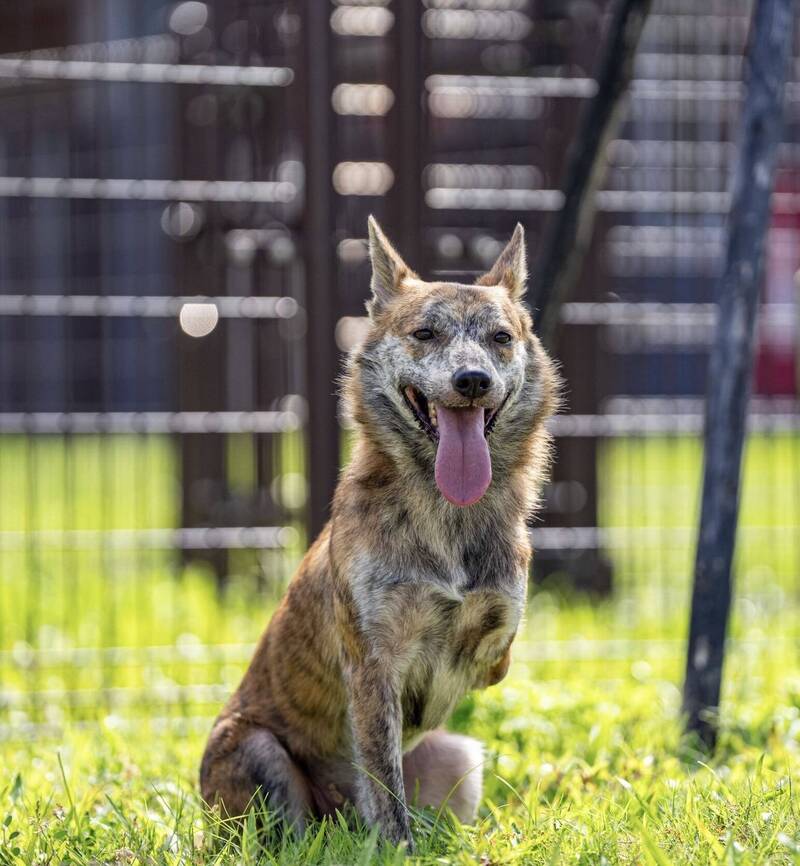 謝謝總統給了一個幸福的家！周春米談「斑斑」：少一隻腳也愛笑