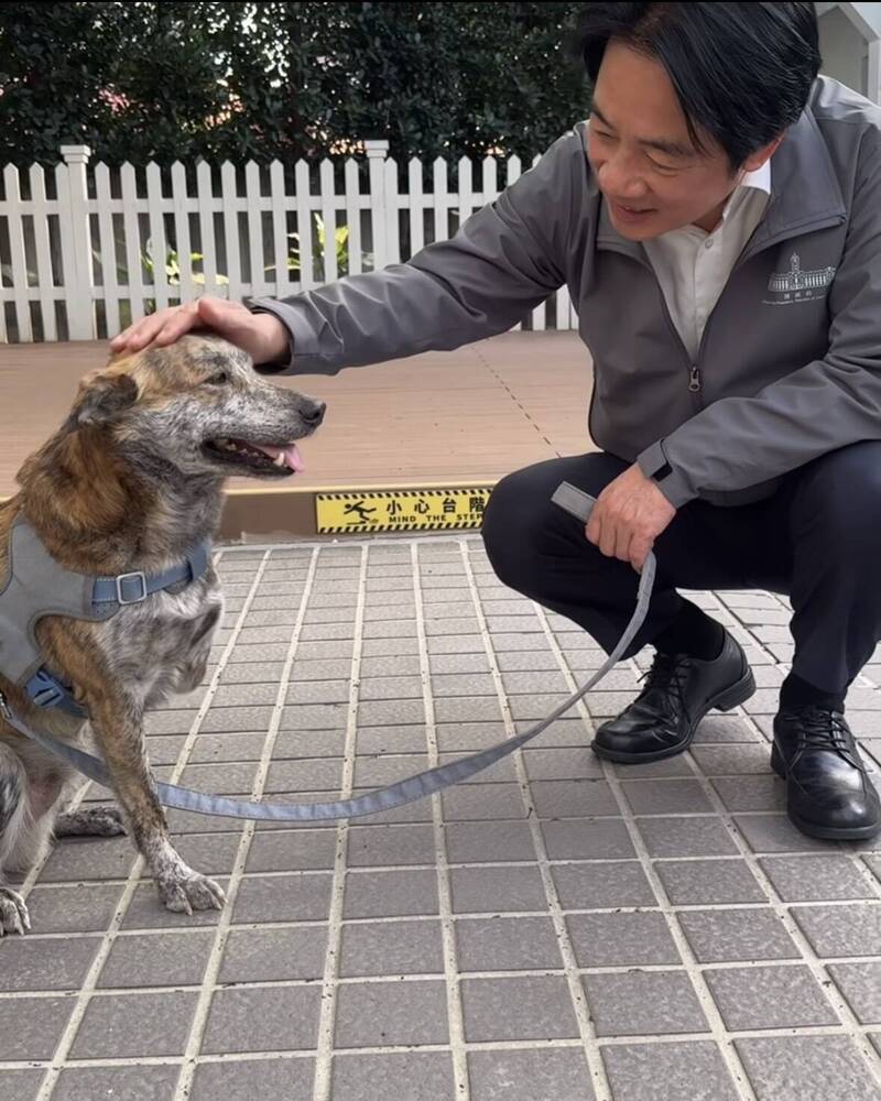 陳佩琪嗆總統愛犬斑斑「殘障三腳狗」 府揭心酸流浪史：不希望牠受攻擊