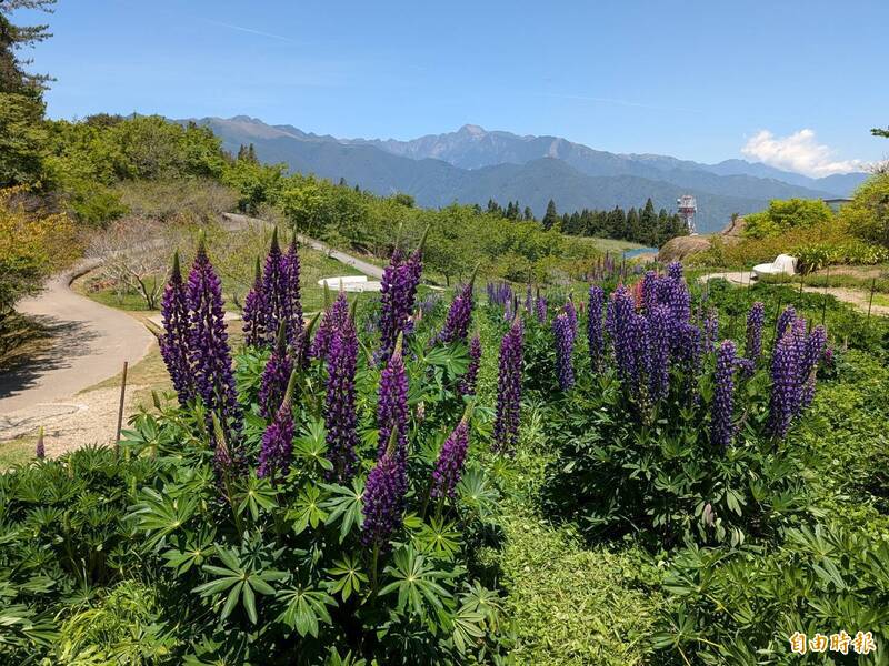 「彩色霜淇淋」現蹤！福壽山魯冰花盛放 5月中旬迎最美花期