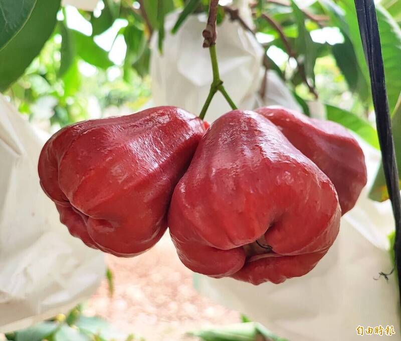 甜度達15度！ 屏東極品紅寶石蓮霧限量上市