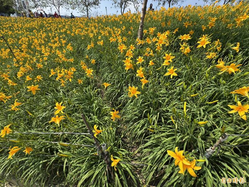 賞花變傷花！彰化虎山巖金針花海爆人潮 有人踩花又採花