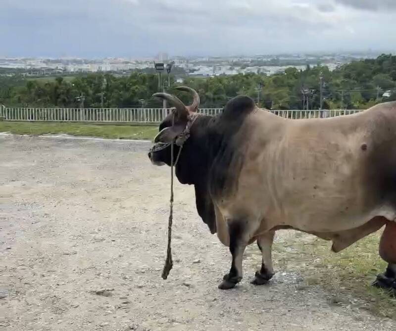 肉牛自動報到？超巨1隻景觀餐廳外看風景 老闆：我們沒賣烤牛肉