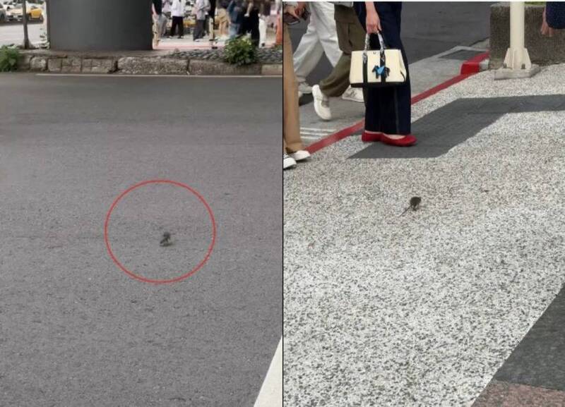 台北市東區驚見「老鼠一起過馬路」 網驚：完全不怕人