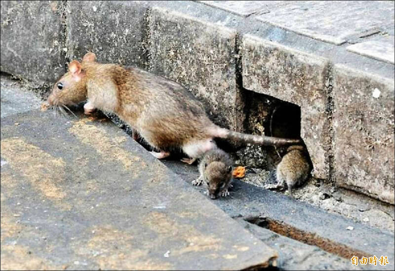 蔣市府狂投老鼠藥！台灣猛禽研究會警告：恐培養出「超級老鼠」