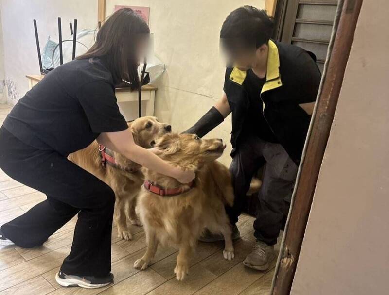 黃金獵犬餐廳爆虐狗 老闆道歉稱勸架 網罵強辯：你拿椅子K狗！