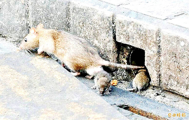 《TAIPEI TIMES》 Defend your homes against rats: ministry