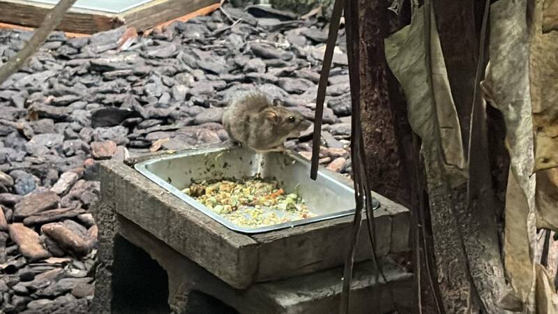 動物園也淪陷！律師直擊老鼠闖穿山甲館搶食 網驚：台北變老鼠城