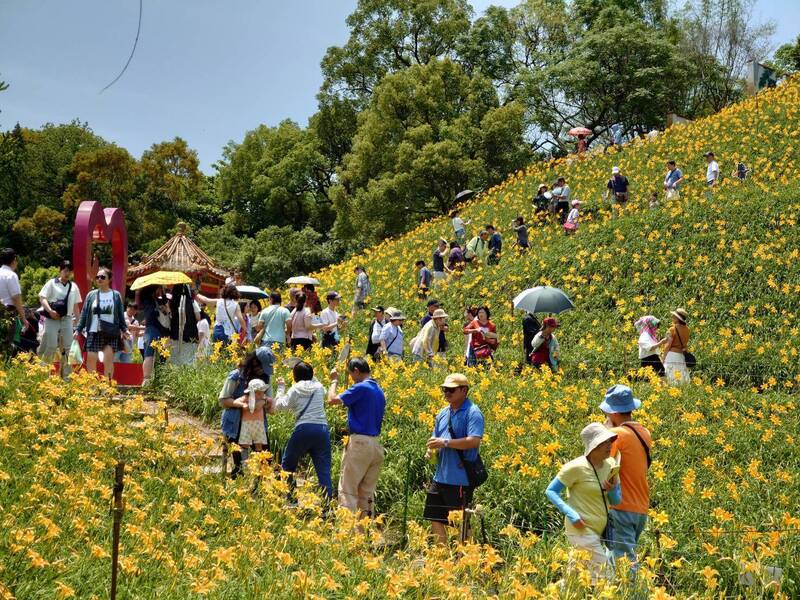 彰化花壇30萬朵金針花迎賓 勞動節連假吸3萬人入園。