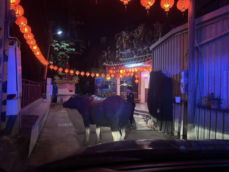 頭份驚見牛隻逛大街 警車車流中引導歸還飼主