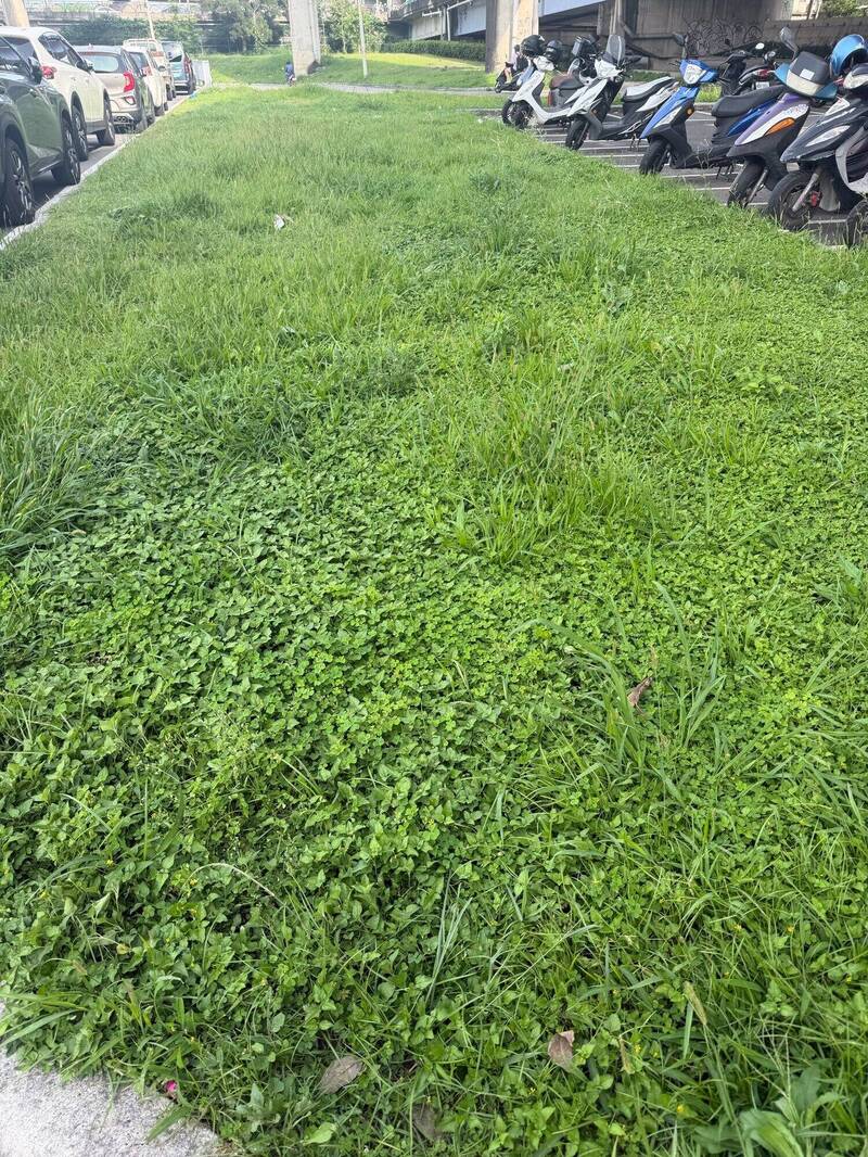 梅雨季來臨竹市又變雜草市? 網友嘆左岸公園變雜草公園