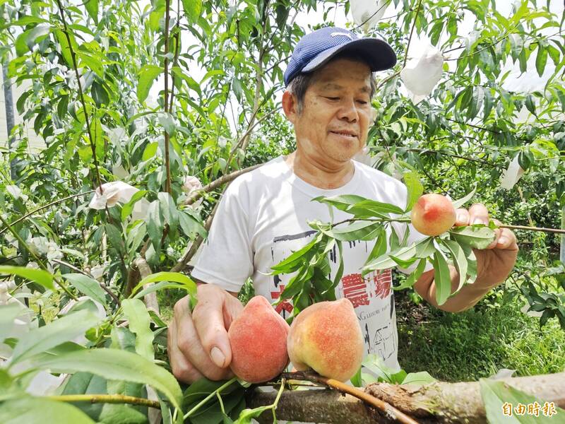 台南淺山水蜜桃 新化大坑168休區新亮點
