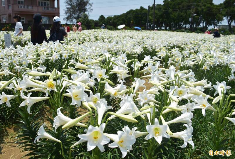 追思母愛！桃園觀音「5千株鐵砲百合」滿開成療癒景點