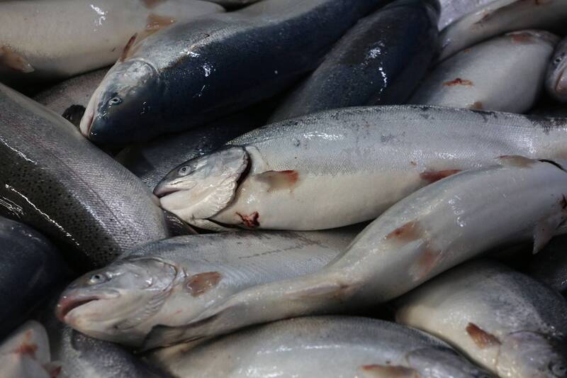 中國餐廳以虹鱒冒充鮭魚 消費者氣炸提告