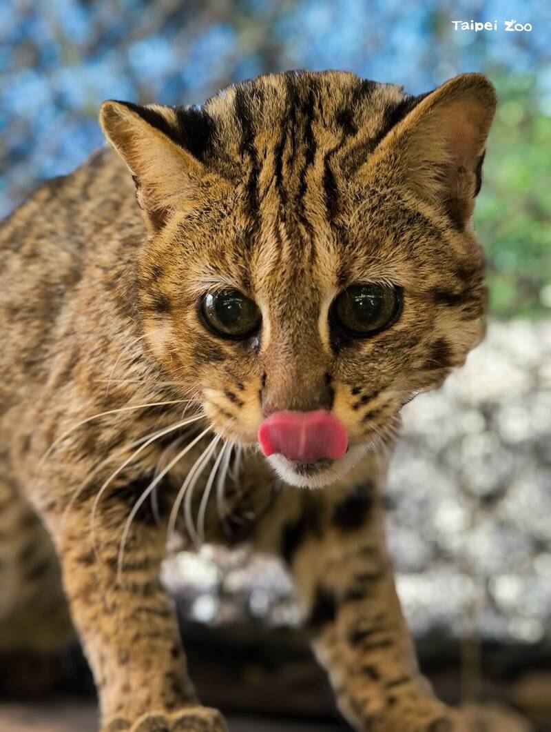 再見了！台北動物園19高齡石虎「小母」永眠 粉絲悼念