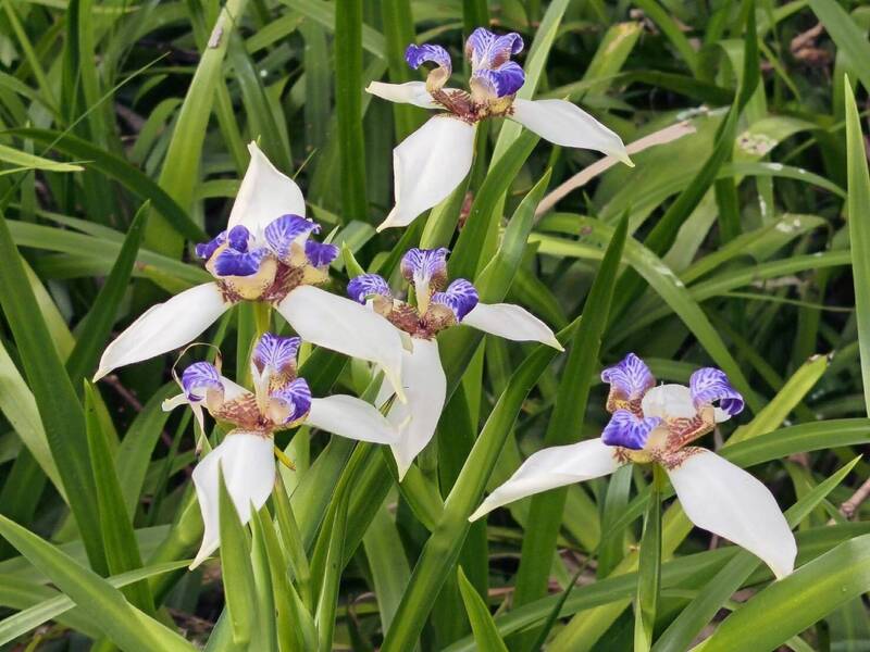 會「走路」繁殖！ 士林綠地「巴西鳶尾」迎花期