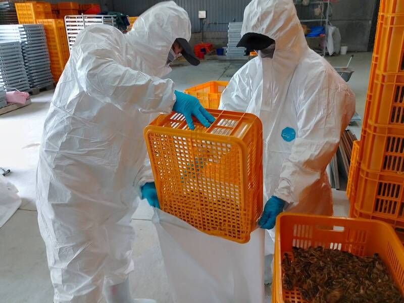 屏縣鹽埔鄉鵪鶉場確診感染H5N1禽流感， 屏東縣動物防疫所執行撲殺作業。（圖由屏東縣政府提供）