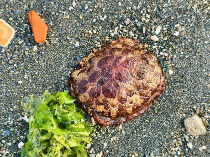 高雄林園海灘驚見「移動紅龜粿」 含毒性海蛞蝓首度現身