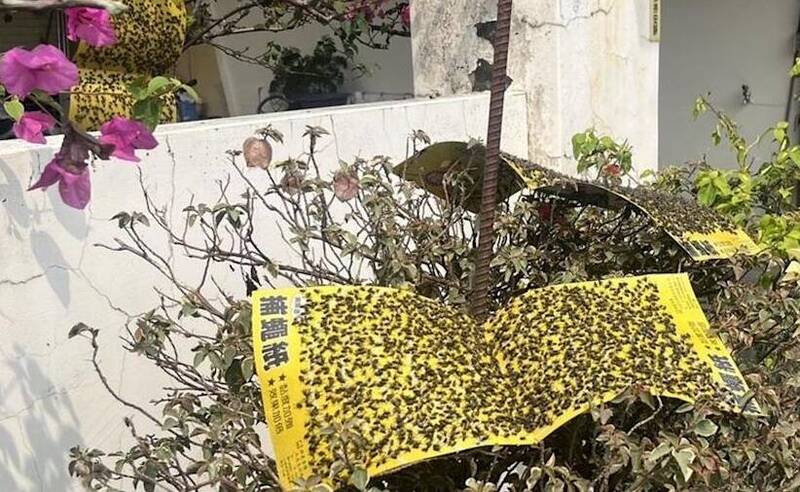 南投蒼蠅大軍擾民  議員要求加強廚餘去化