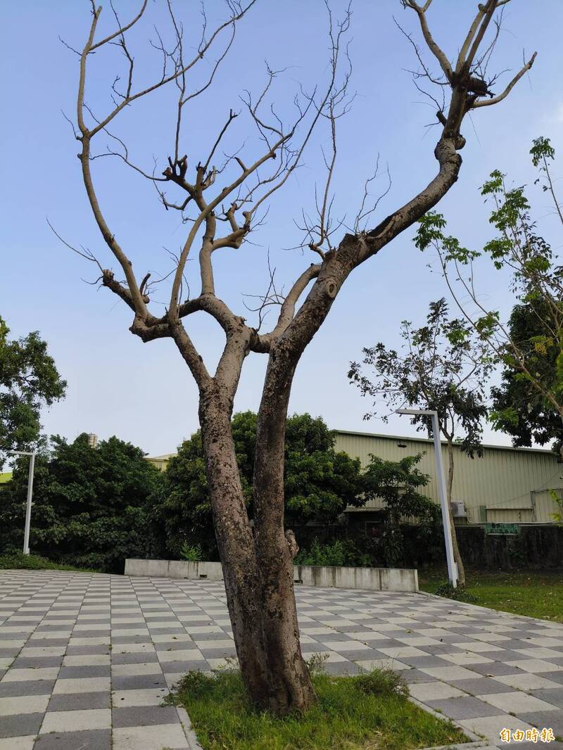 屏東縣民公園阿勃勒老樹又死了一棵 居民憂倒塌砸人車