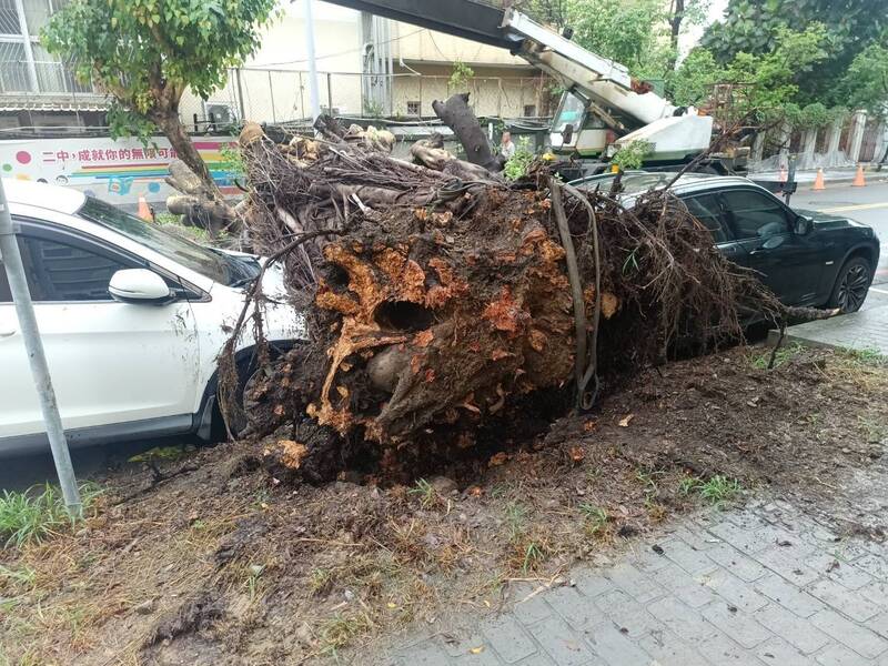 豪雨釀禍！台中二中前巨樹突倒塌 連根拔起砸中2轎車