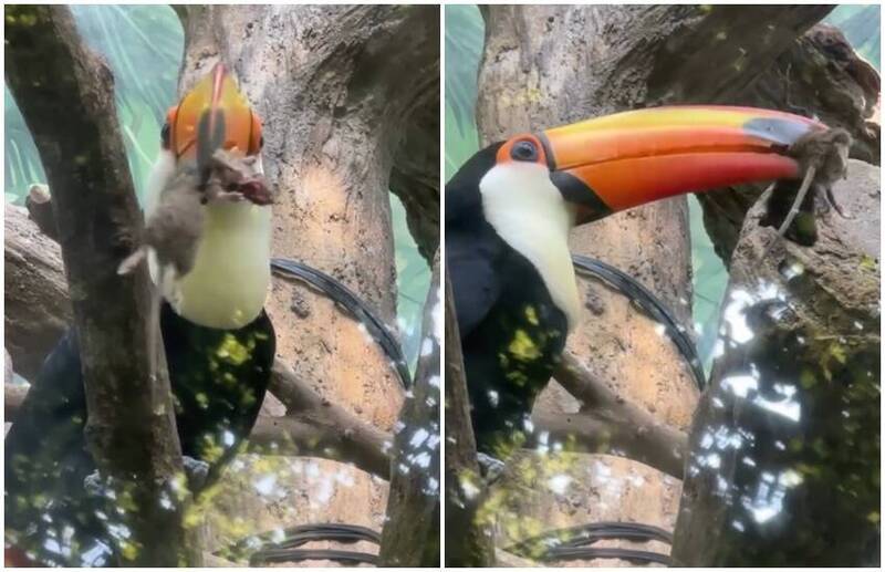 王鴻薇快看！木柵動物園大巨嘴鳥咬老鼠「起乩」 驚悚影片曝光