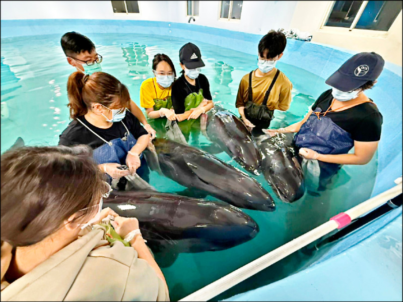 4虎鯨擱淺八里 救治回大海