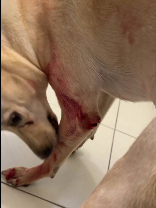 板橋犬隻遭水果刀刺傷  飼主同居男友涉攻擊移送偵辦