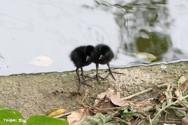 台北動物園春季育雛高潮 多種鳥寶寶萌樣亮相