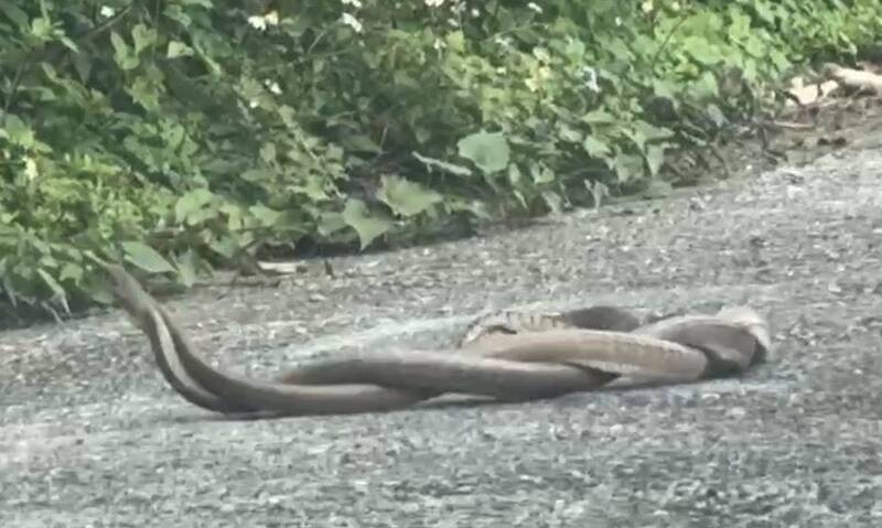2蛇路中央「激戰」  75歲老農：頭一次看到好害羞......