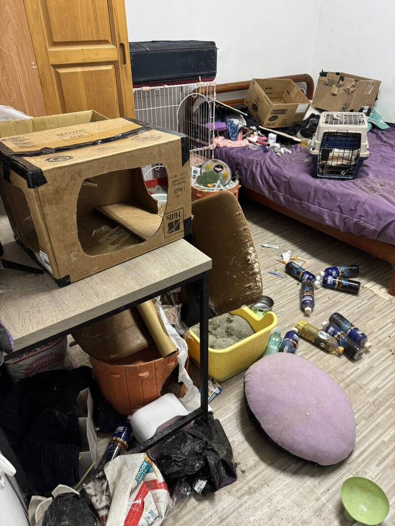 14貓困髒亂屋！飼主住院沒人顧 新竹動保所急救援
