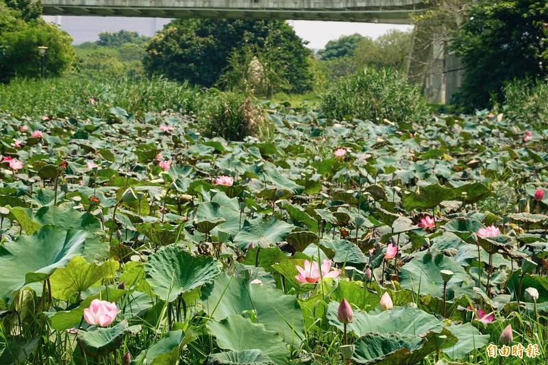 淨水與美景共舞 板橋新海首批荷花見客