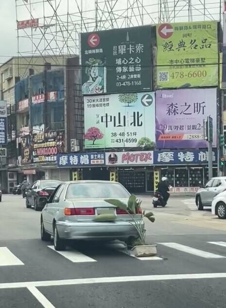 桃園出現「皮克敏」？ 轎車行進車尾竟夾著盆栽   警方說話了