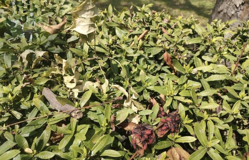 不是荔枝椿象!紅蟲群聚民眾怕怕 本土「紅姬緣椿象」人樹無害