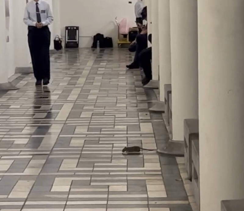 中正紀念堂也有老鼠！遭諷「蔣戒鼠」 蔣萬安回應了