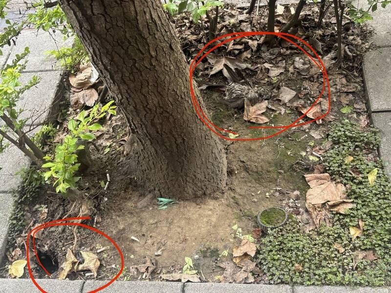 北市稱填3815處鼠洞 陳怡君現勘見填鬆土枯葉批表面工夫