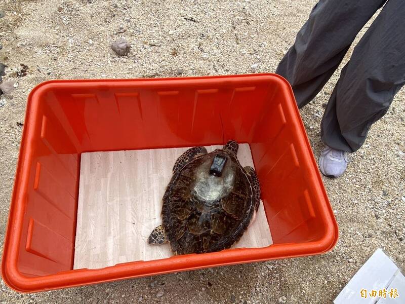 野柳發現玳瑁被漁網纏繞 救治3月今野放「龜太郎」重返大海