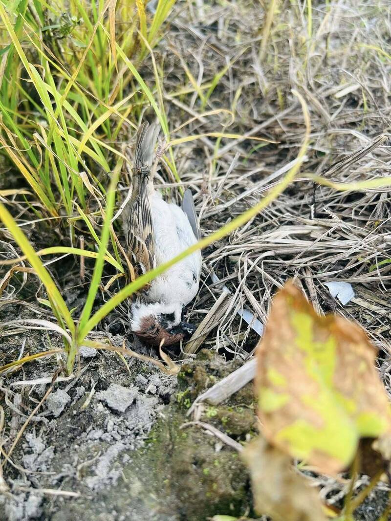 麻雀暴斃!苗栗頭份小徑驚見毒餌 警追放毒源頭