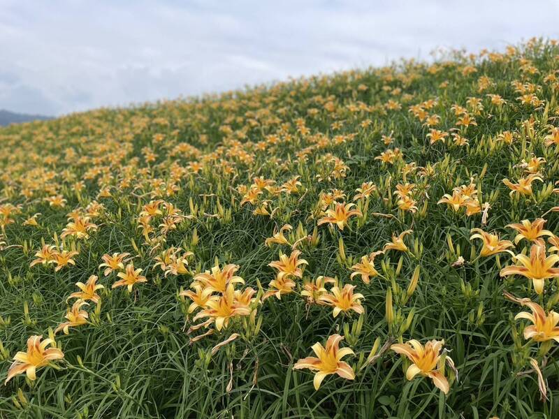 苗栗大湖鄉金針花盛開 5/16賞花、市集還有裝置藝術
