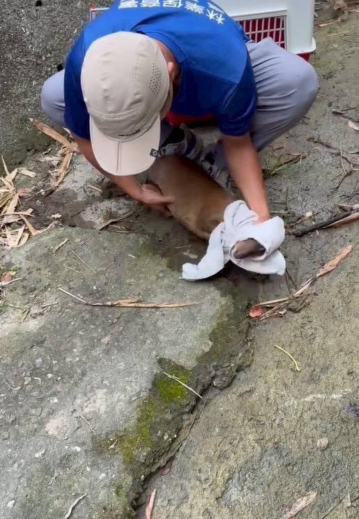 像「高跟鞋卡水溝蓋」!山羌腳卡山溝 護管員來救援